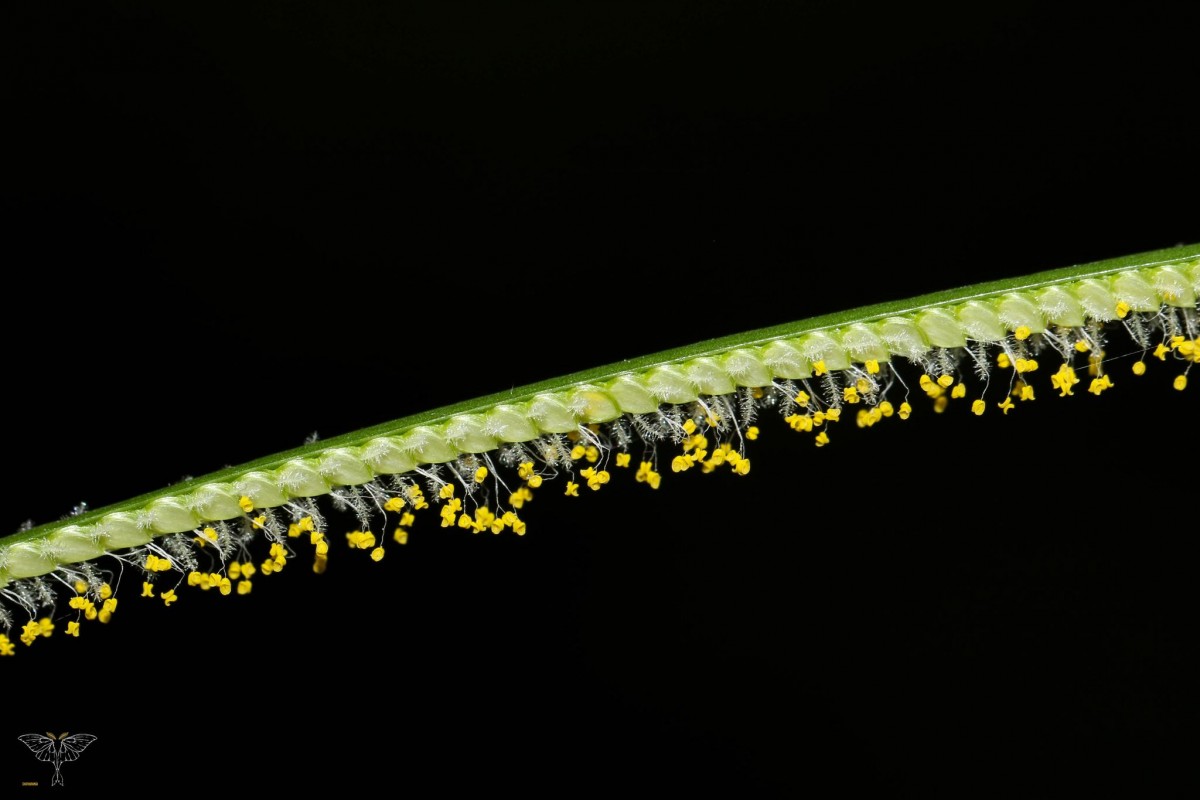 Paspalum conjugatum P.J.Bergius